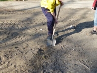 Sadba stromu Těšany