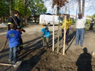 Sadba stromu Těšany